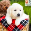 Image of Barbie, a Golden Retriever puppy