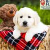 Image of Barbie, a Golden Retriever puppy