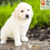 Image of Barbie, a Golden Retriever puppy