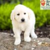 Image of Barbie, a Golden Retriever puppy