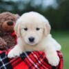 Image of Belle (trained), a Golden Retriever puppy