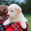 Image of Belle (trained), a Golden Retriever puppy