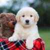 Image of Belle (trained), a Golden Retriever puppy