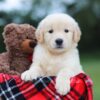 Image of Belle (trained), a Golden Retriever puppy