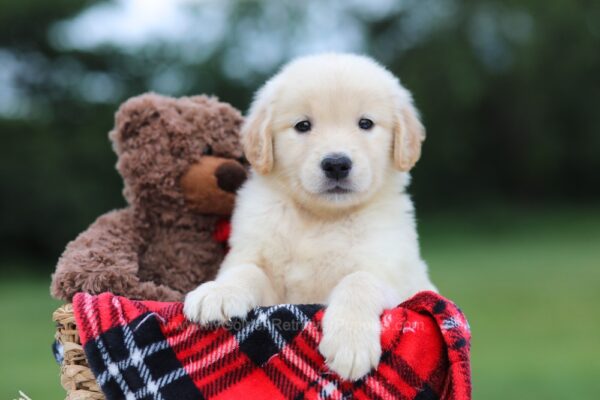 Image of Belle (trained), a Golden Retriever puppy