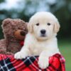 Image of Belle (trained), a Golden Retriever puppy