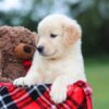 Image of Belle (trained), a Golden Retriever puppy