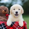 Image of Belle (trained), a Golden Retriever puppy