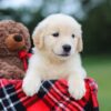 Image of Belle (trained), a Golden Retriever puppy