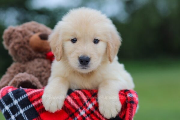 Image of Blake, a Golden Retriever puppy