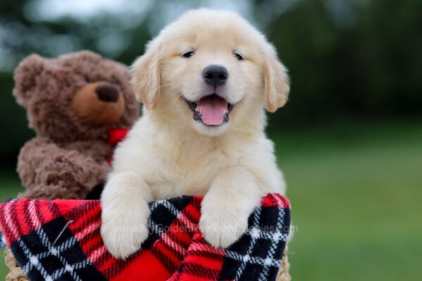 Image of Blossom, a Golden Retriever puppy
