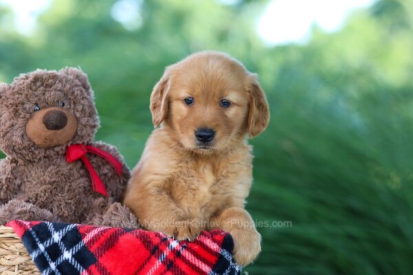 Image of Dahlia, a Golden Retriever puppy