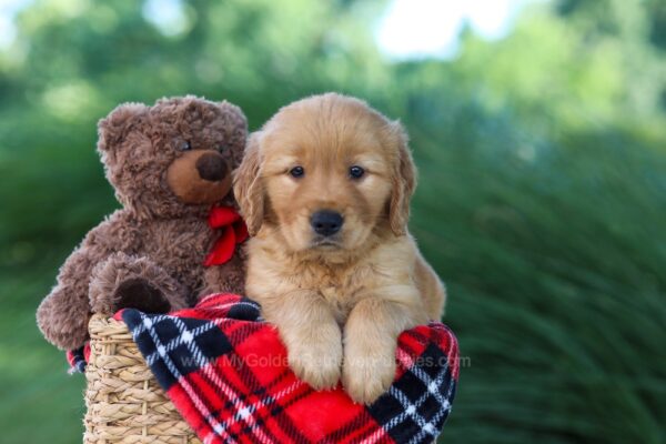 Image of Dakota, a Golden Retriever puppy