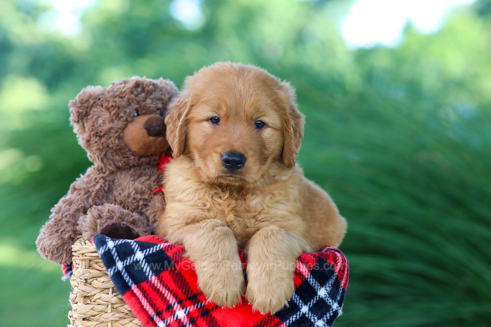 Digger My Golden Retriever Puppies