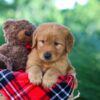 Image of Donald, a Golden Retriever puppy