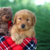 Image of Donald, a Golden Retriever puppy