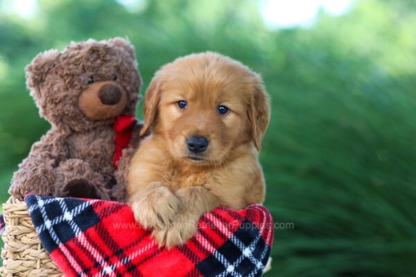 Image of Donald, a Golden Retriever puppy