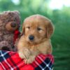 Image of Donald, a Golden Retriever puppy