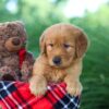 Image of Donald, a Golden Retriever puppy