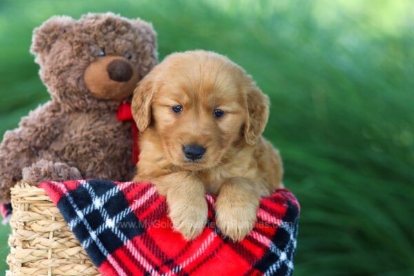 Image of Donna, a Golden Retriever puppy