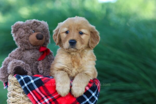 Image of Dora, a Golden Retriever puppy