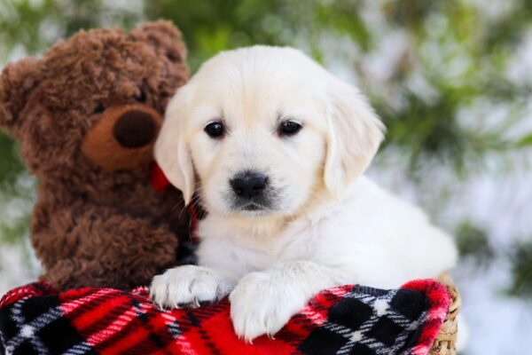 Image of Fawn, a Golden Retriever puppy