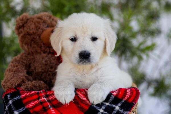 Image of Fia (trained), a Golden Retriever puppy