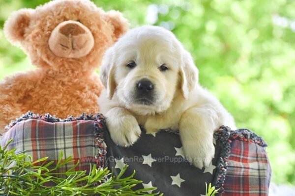 Image of Finley, a Golden Retriever puppy