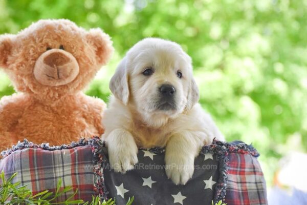 Image of Fisher, a Golden Retriever puppy