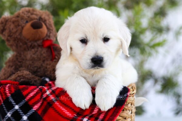 Image of Flint, a Golden Retriever puppy