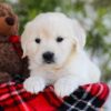 Image of Florida, a Golden Retriever puppy