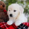 Image of Florida, a Golden Retriever puppy