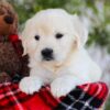 Image of Florida, a Golden Retriever puppy