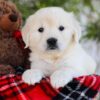 Image of Florida, a Golden Retriever puppy