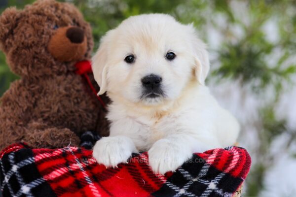 Image of Florida, a Golden Retriever puppy