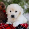 Image of Florida, a Golden Retriever puppy