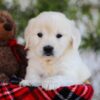 Image of Florida, a Golden Retriever puppy