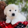 Image of Florida, a Golden Retriever puppy