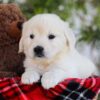 Image of Florida, a Golden Retriever puppy