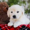 Image of Florida, a Golden Retriever puppy