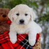 Image of Foxy, a Golden Retriever puppy