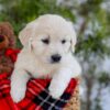 Image of Foxy, a Golden Retriever puppy