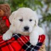 Image of Foxy, a Golden Retriever puppy