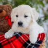 Image of Foxy, a Golden Retriever puppy