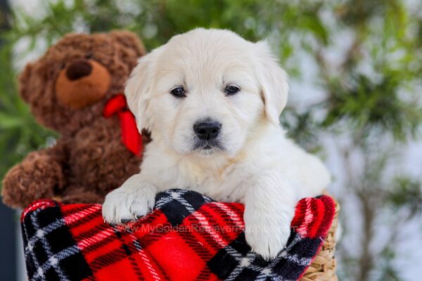 Image of Foxy, a Golden Retriever puppy