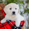 Image of Foxy, a Golden Retriever puppy