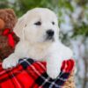 Image of Foxy, a Golden Retriever puppy