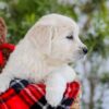Image of Foxy, a Golden Retriever puppy