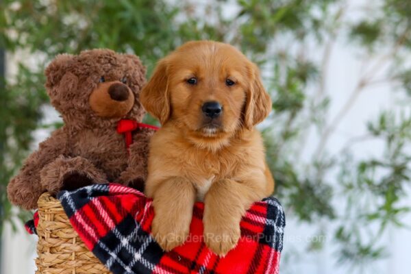 Image of Gentleman, a Golden Retriever puppy