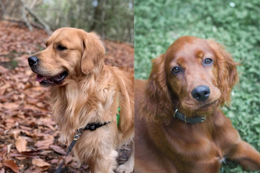 Golden Retriever vs. Irish Setter